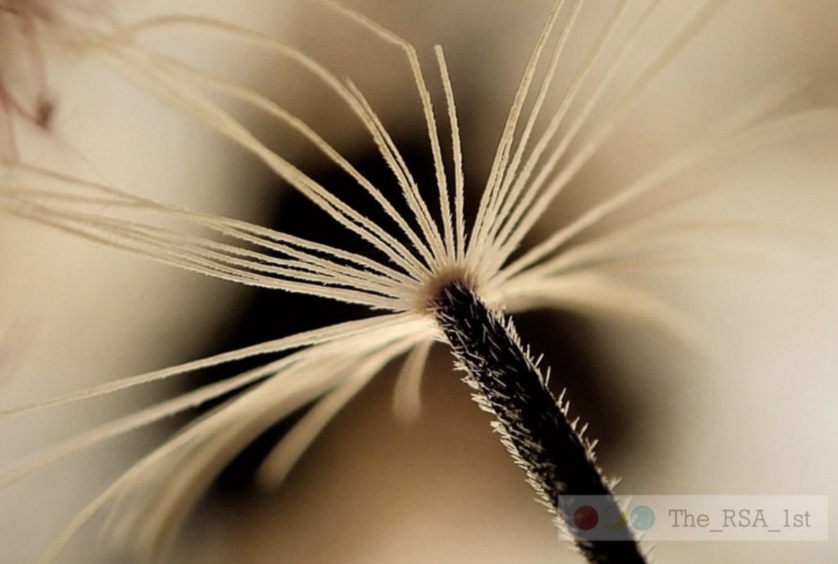 Sky* Ronald Stocker – Born in Ocean Falls B.C. tweet media