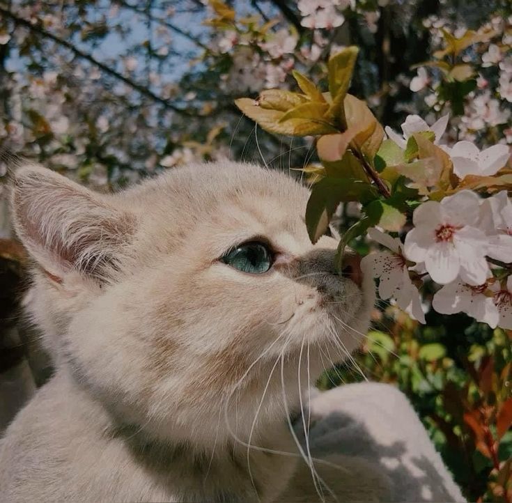 Astroved tweet media