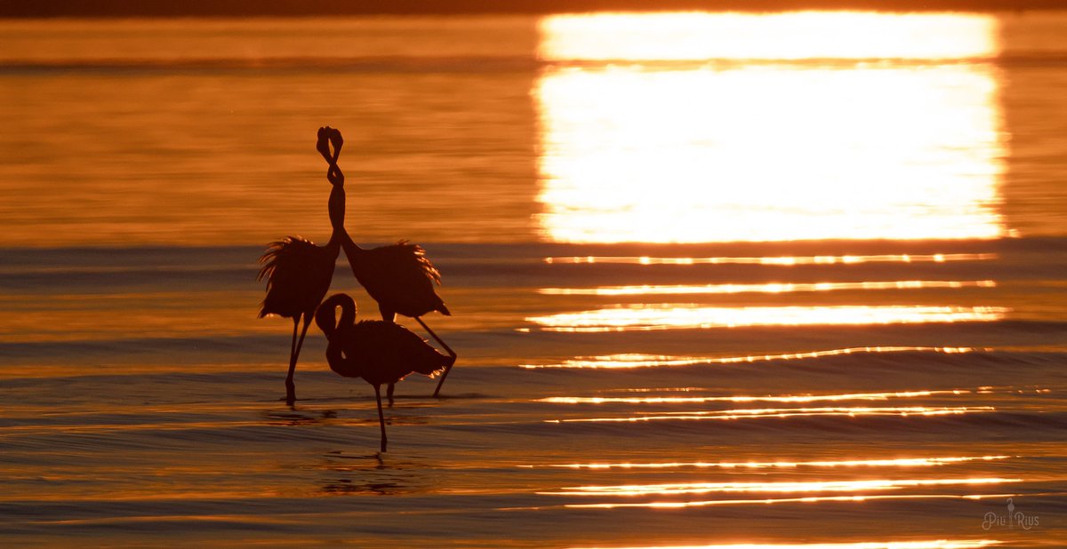 piliriuss's tweet image. Quin dia tant esplèndid fa al #deltadelebre.  Els flamencs estàn pletòrics . @3CatInfoelTemps @terresebretur @Vakapiupiuu @mauri_francesc @tiempobrasero
