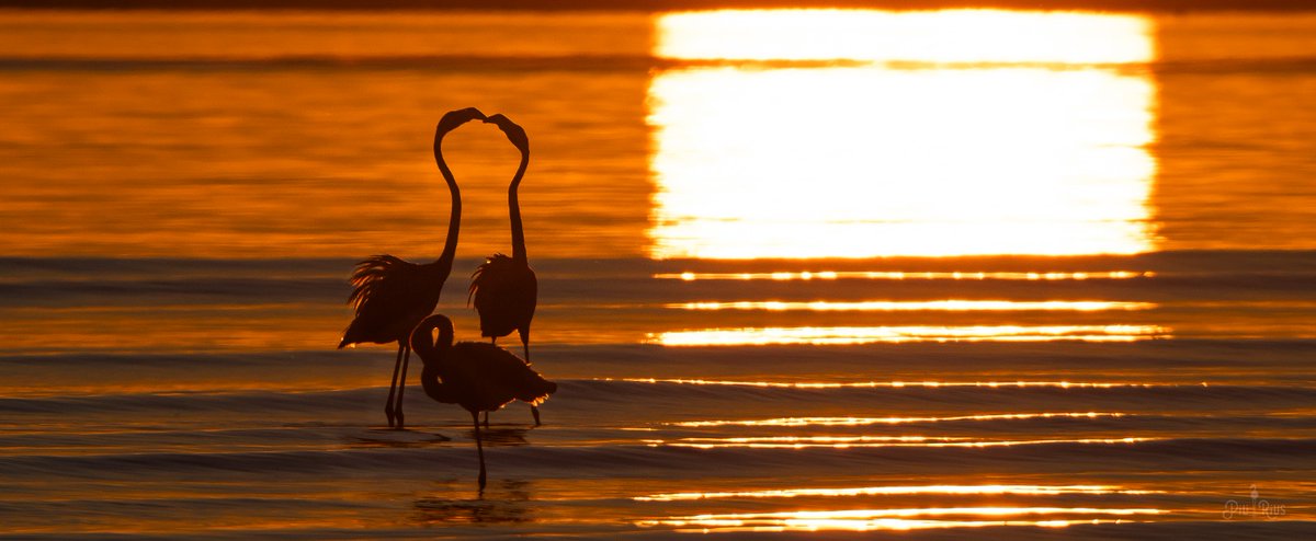 piliriuss's tweet image. Quin dia tant esplèndid fa al #deltadelebre.  Els flamencs estàn pletòrics . @3CatInfoelTemps @terresebretur @Vakapiupiuu @mauri_francesc @tiempobrasero