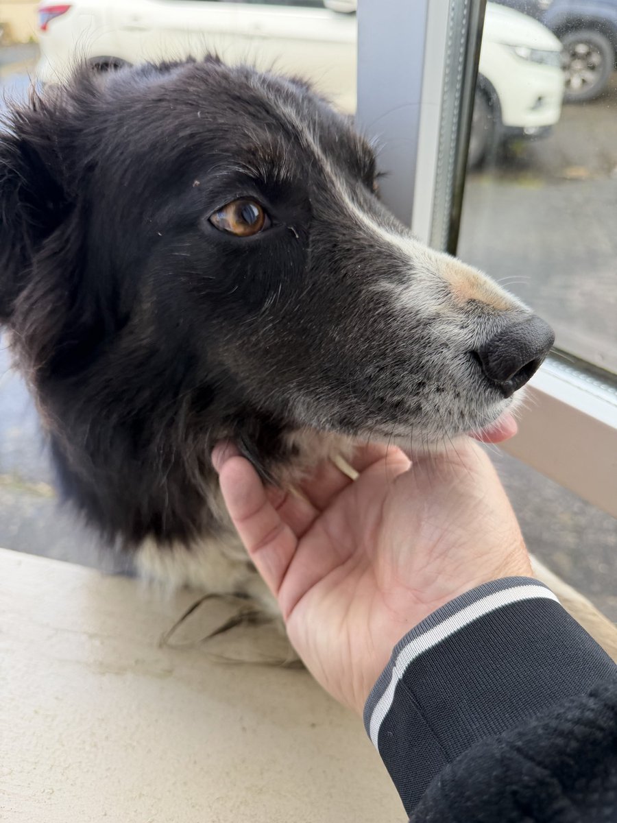 rayjcarroll's tweet photo. Stayed in a BB in #Doonbeg ⛳️on Friday. Fantastic hospitality from the owner’s and their Collie dog. Real Irish welcome 🙏 @DPWorldTour https://t.co/aVGIWwbZ8l