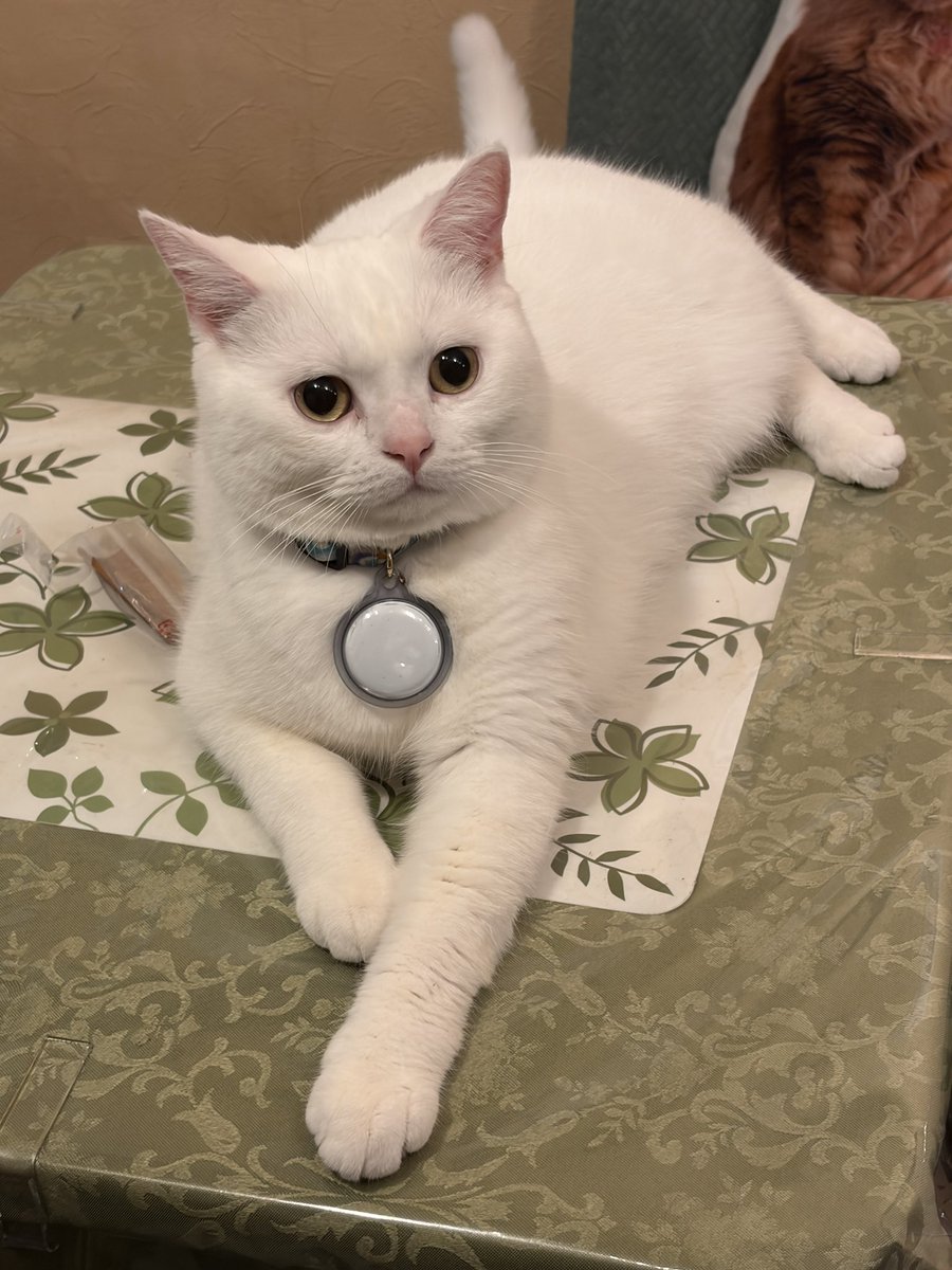 Cinnamon6 tweet media