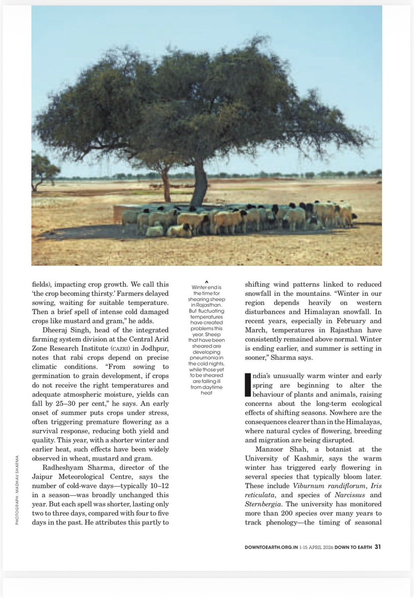 We all love winters—sun in the balcony, chai-pakoras, parathas &amp; gajar ka halwa.
But what if winters aren’t truly “chill” anymore?
Glad to contribute to the April cover story of Down To Earth on Rajasthan’s fading winters. My photograph (sheep under a khejri tree) is featured too