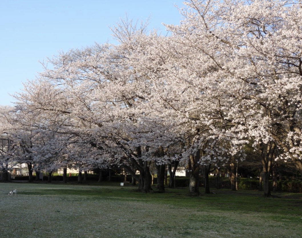 もりハピ♪ 鳥とグルメと tweet media