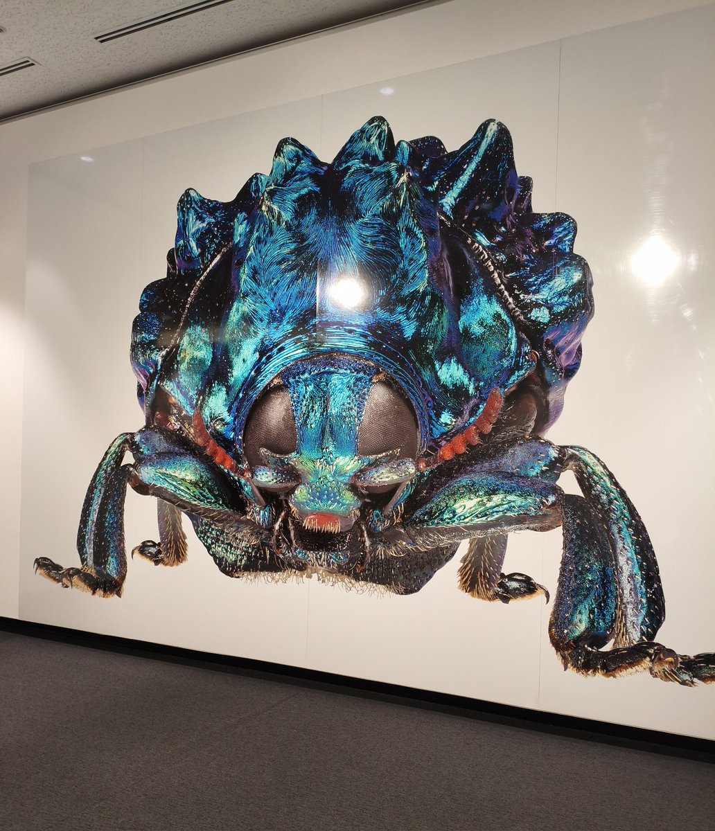 世界の解像度が少し上がる展示。

小さな虫の緻密で美しい造形。隅々までピントが合っていて、どこにフォーカスを当てるかは見る人に委ねられる。鑑賞も観察も出来る作品。

そこに養老先生の言葉が添えられていて、見ているうちにまた見え方が変わっていきます。

#養老孟司と小檜山賢二の虫展