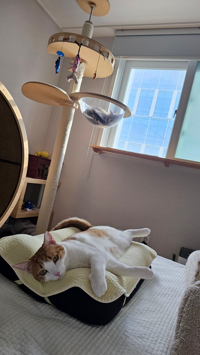 강나루 건너 밀밭길을... tweet media