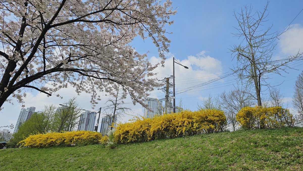 강나루 건너 밀밭길을... tweet media