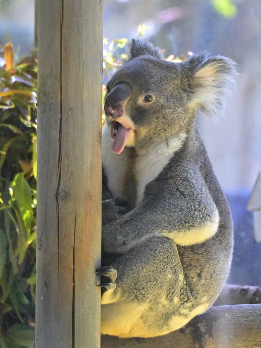 都築英哲 tweet media