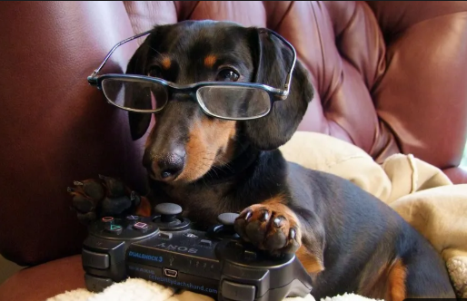 OldDogStudio tweet media