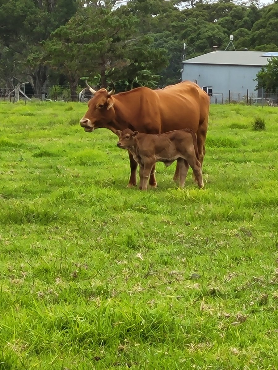 The opinionated Black woman ~ Aunty tweet media