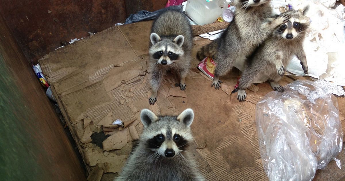 raccoonhourly's tweet photo. https://t.co/RWtHJ4jAmu