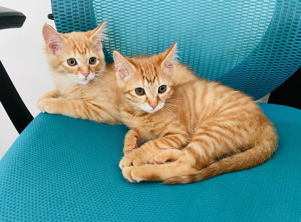 4月4日は我が家の兄妹猫（＆幸宮チノ先生の愛猫ちゃん）の誕生日です

はやいもので、4歳になりました

うちに来てくれたことに感謝です🐱