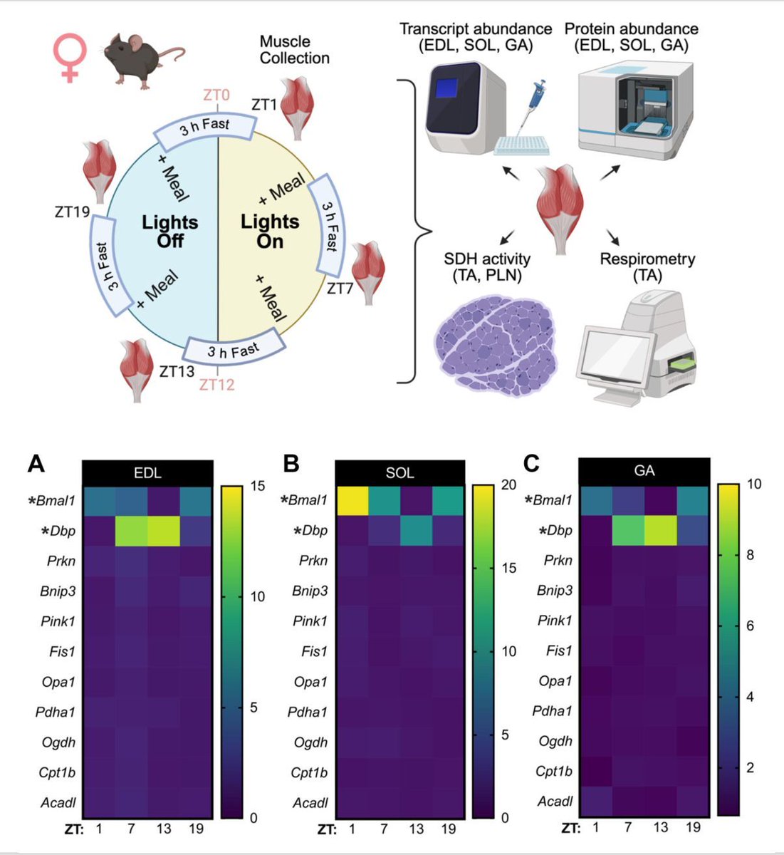 David Bishop (🦋 also bluespotscience.bsky.social) tweet media