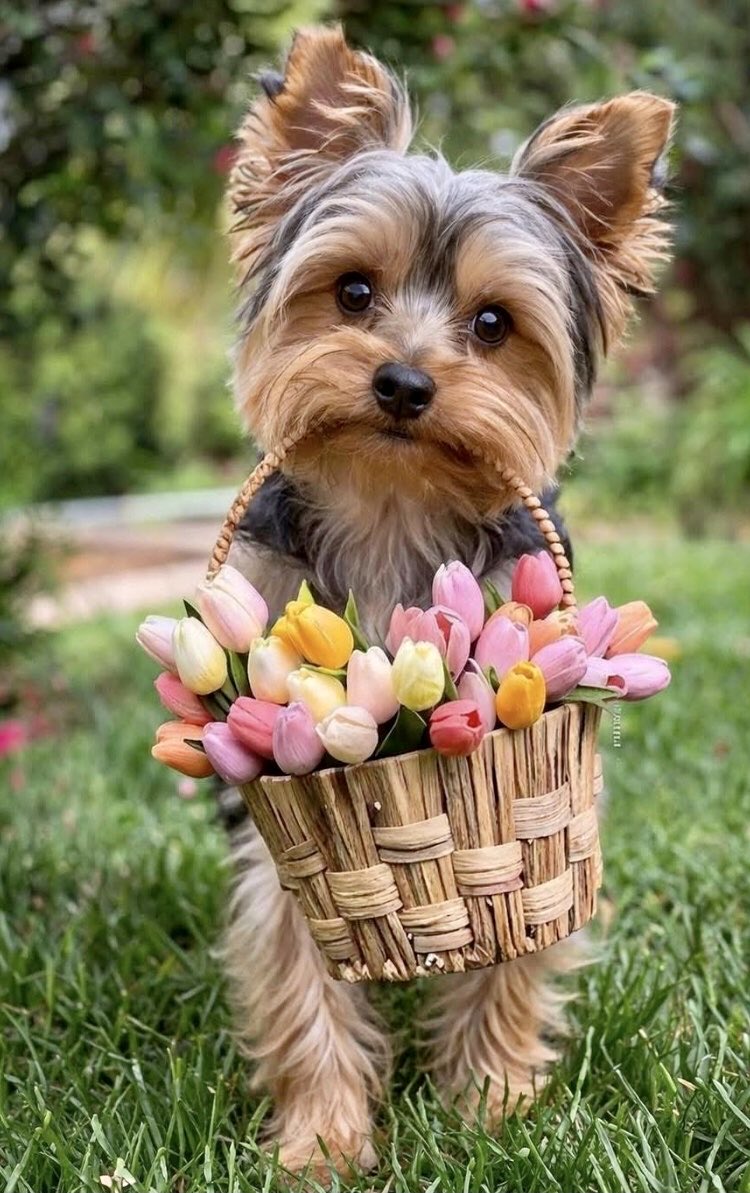 UllaMaijaMaatta's tweet photo. Sweet Saturday my lovely friends 💖🐾
#sweetgreetings #dogslover #yorkieworld https://t.co/QxUG7Tb14u