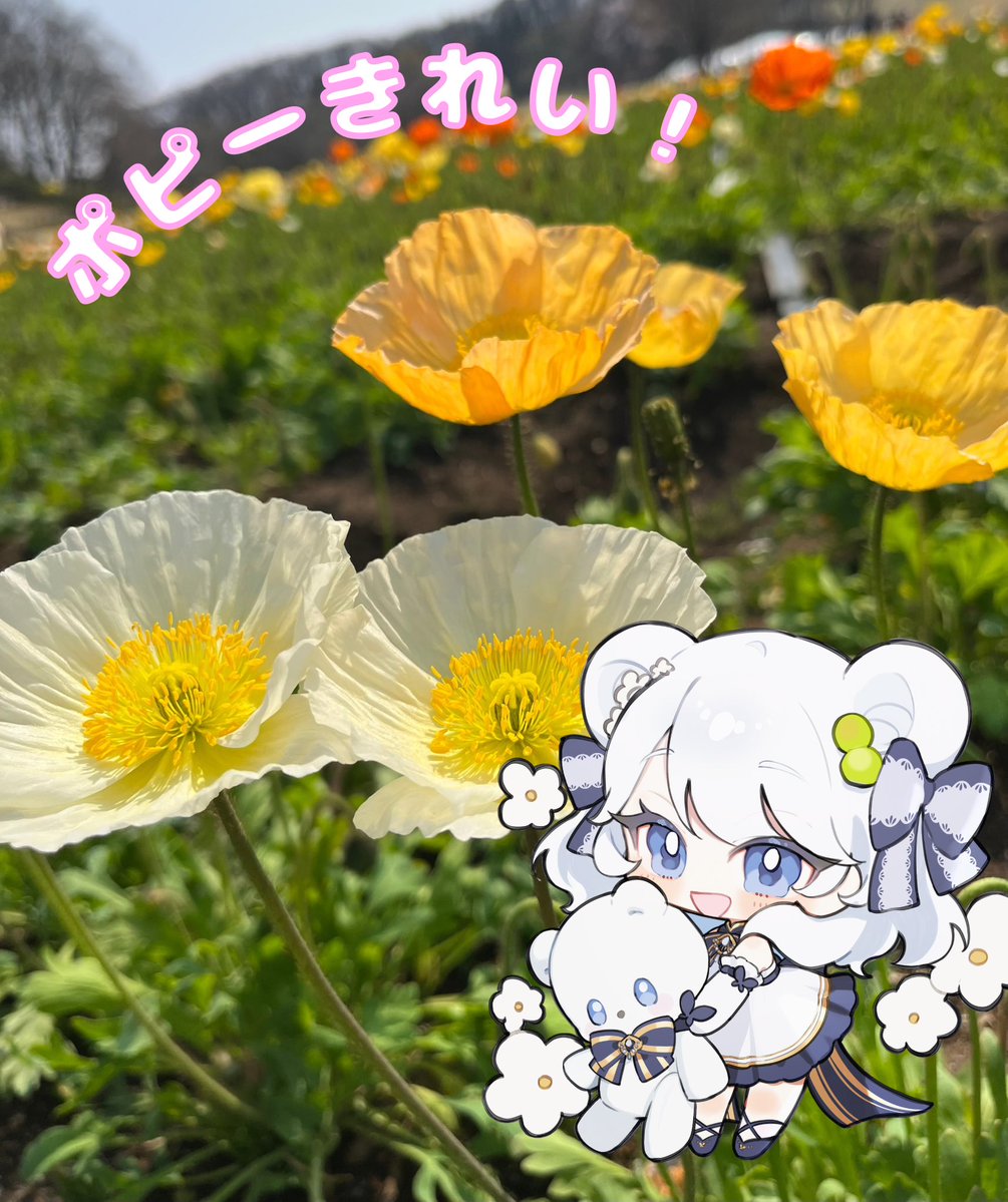 北条しろ🏰🐻‍🥂@VTuber準備中 tweet media