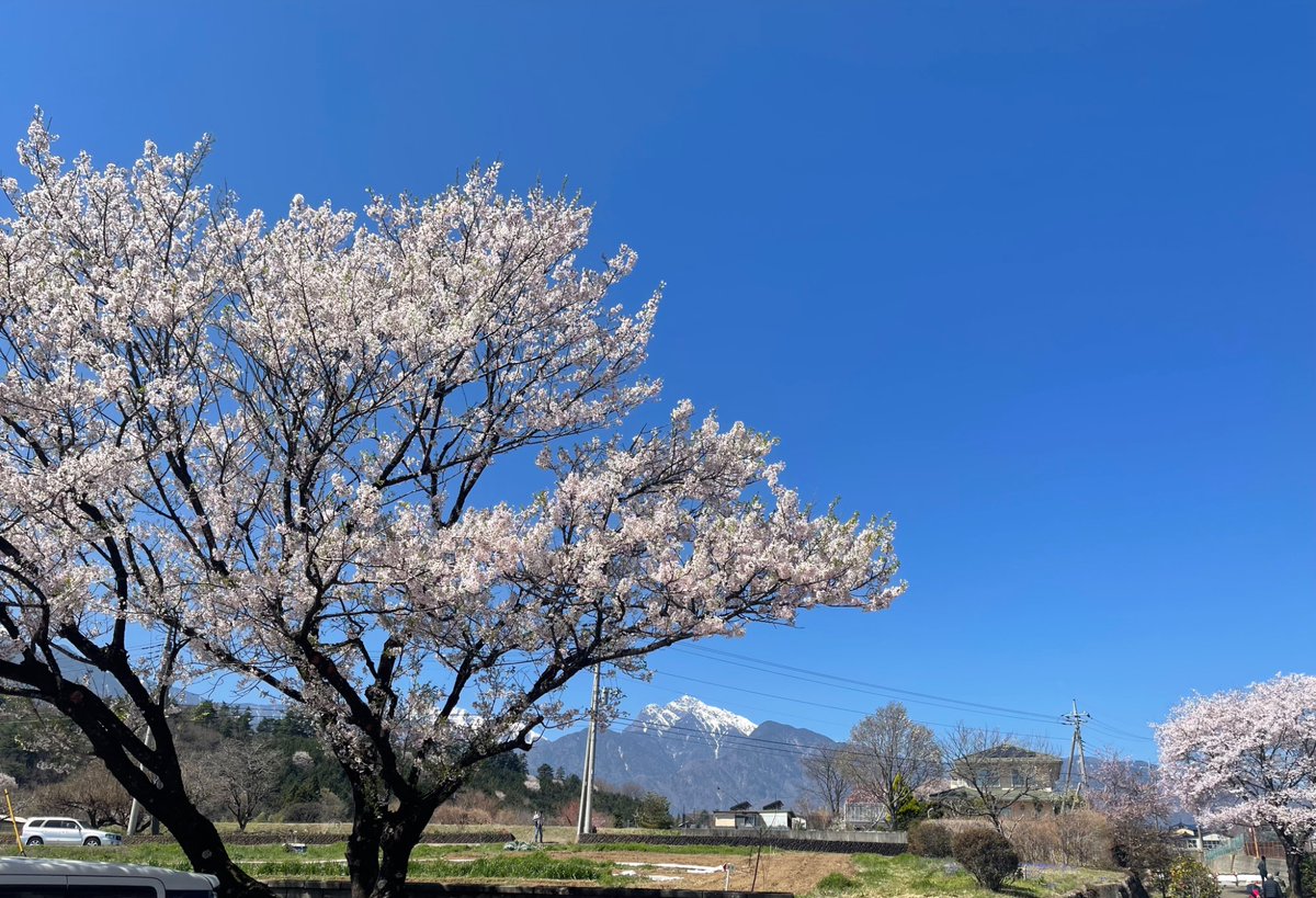 kosuke0204's tweet photo. 今年の花見。
昨日、行って来ました。
山梨県　「山高神代桜」 https://t.co/JCal0yxvqV