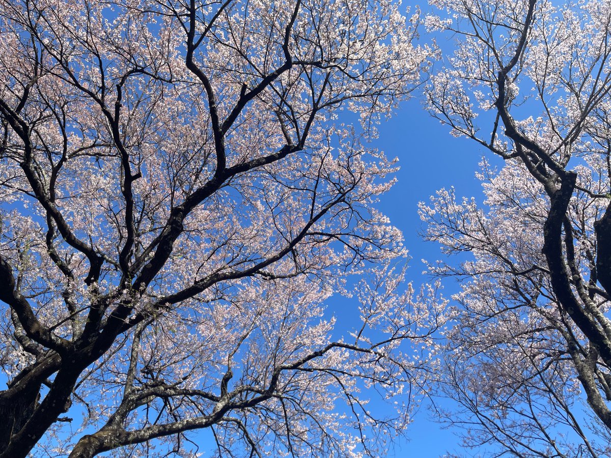 kosuke0204's tweet photo. 今年の花見。
昨日、行って来ました。
山梨県　「山高神代桜」 https://t.co/JCal0yxvqV