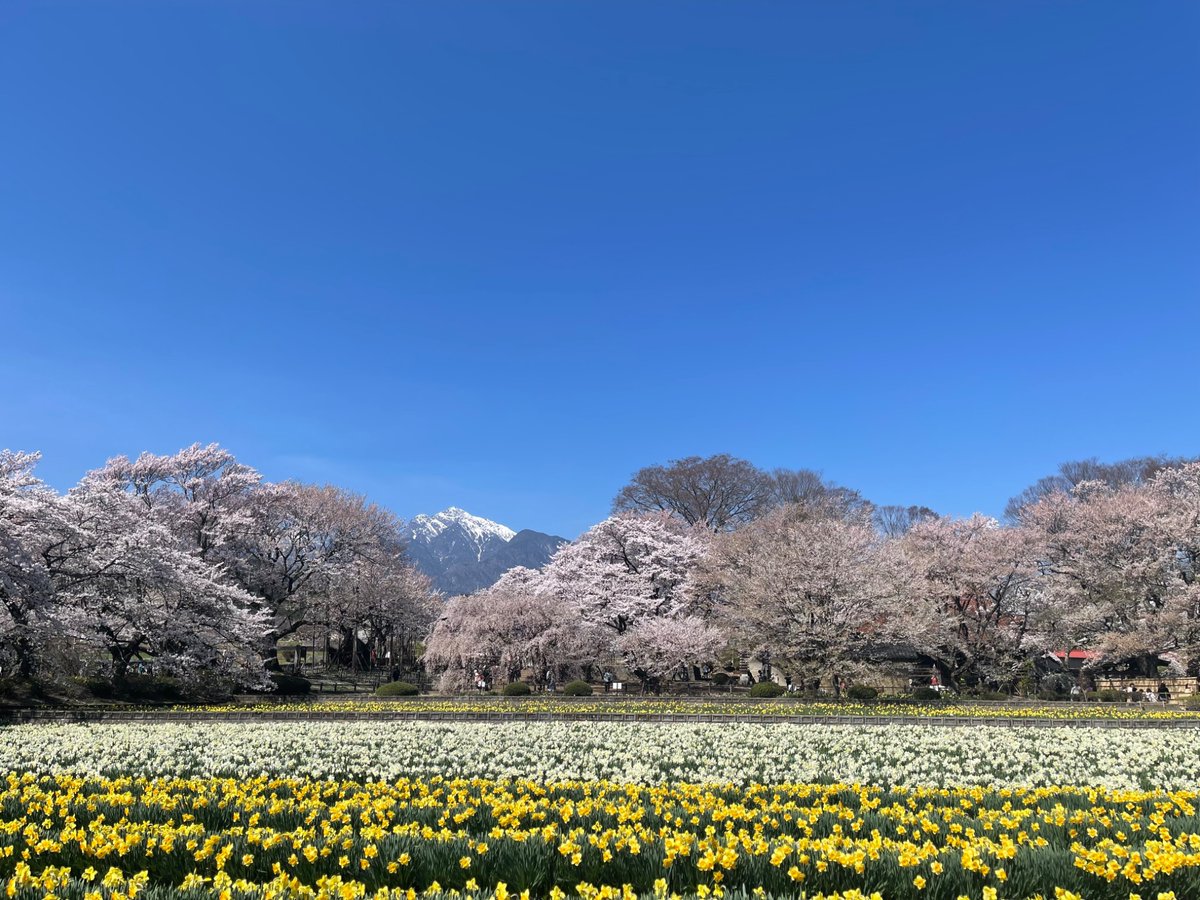 kosuke0204's tweet photo. 今年の花見。
昨日、行って来ました。
山梨県　「山高神代桜」 https://t.co/JCal0yxvqV