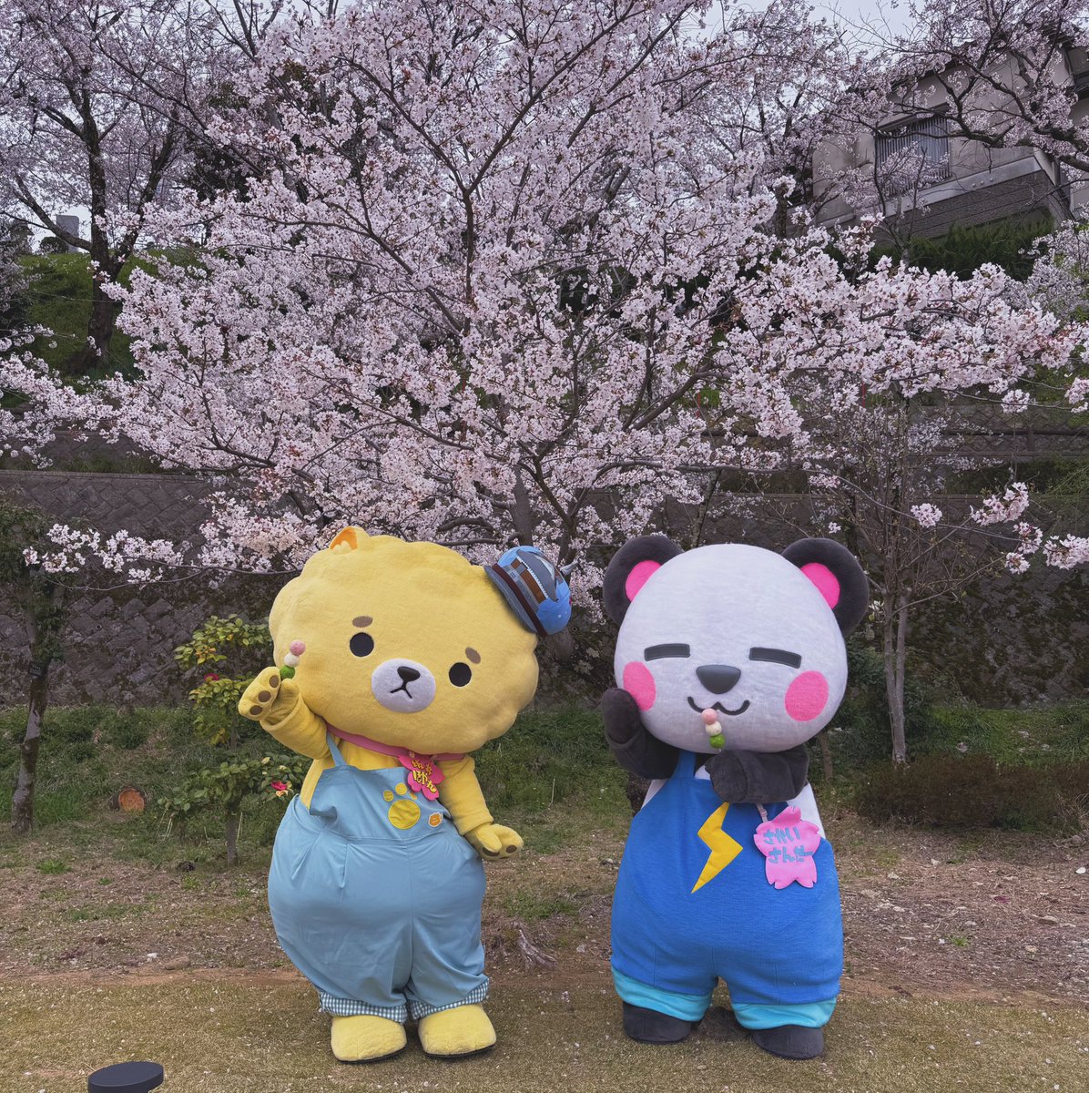 坂井ほや丸🍮🐾【坂井市公式キャラ】ゆるキャラGP 2年連続自治体キャラ1位🥇 tweet media