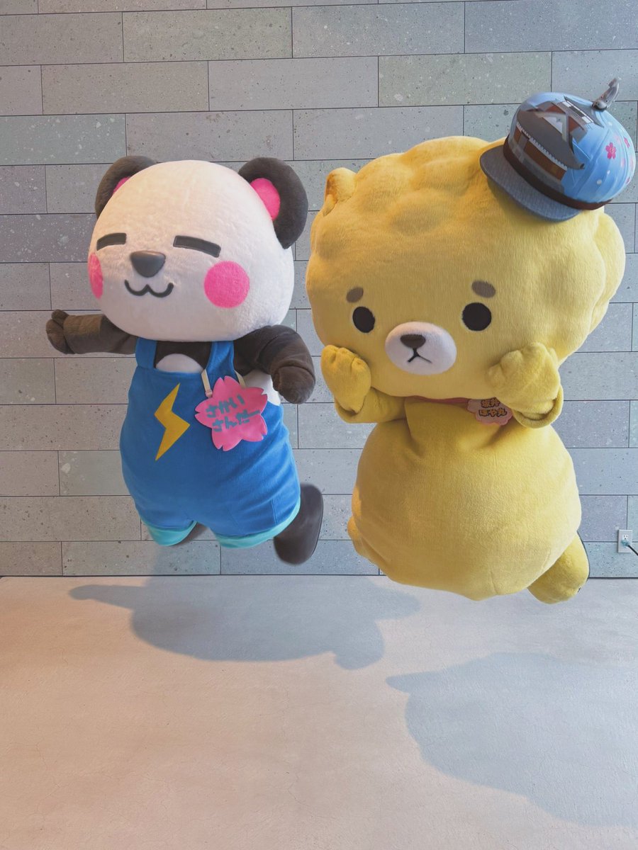 坂井ほや丸🍮🐾【坂井市公式キャラ】ゆるキャラGP 2年連続自治体キャラ1位🥇 tweet media