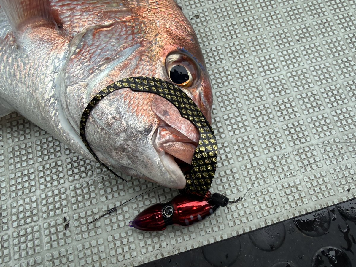 かず屋 tweet media