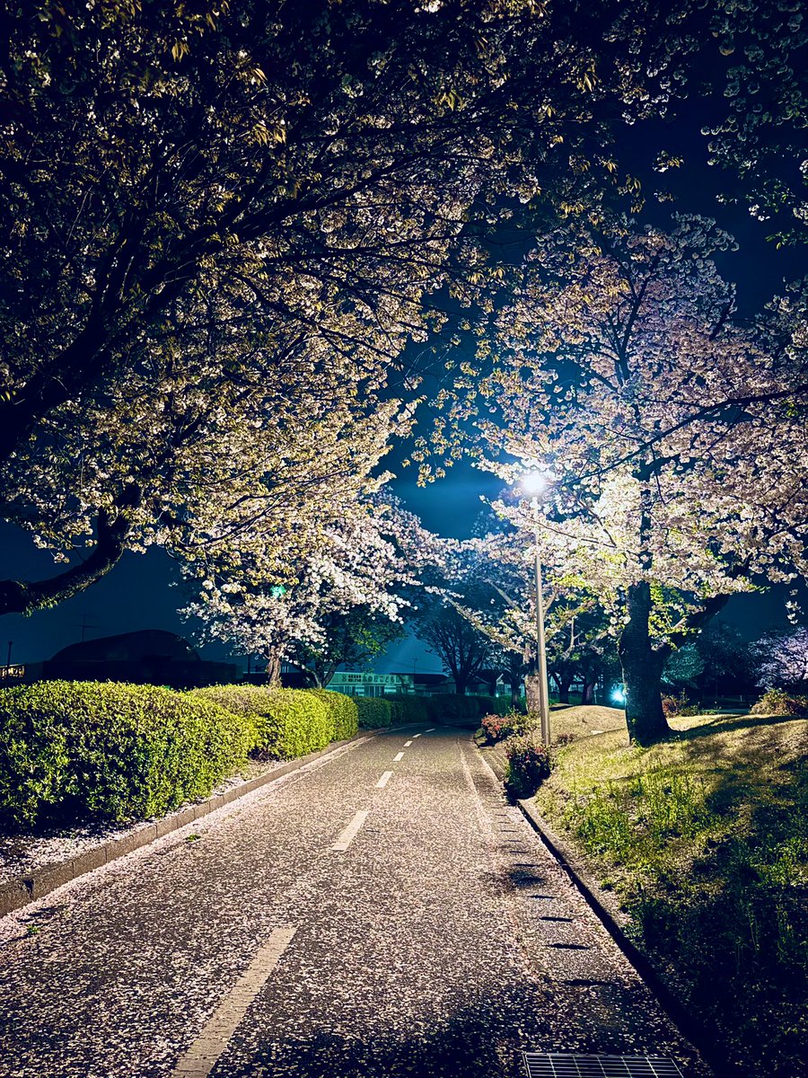 ぷりん tweet media