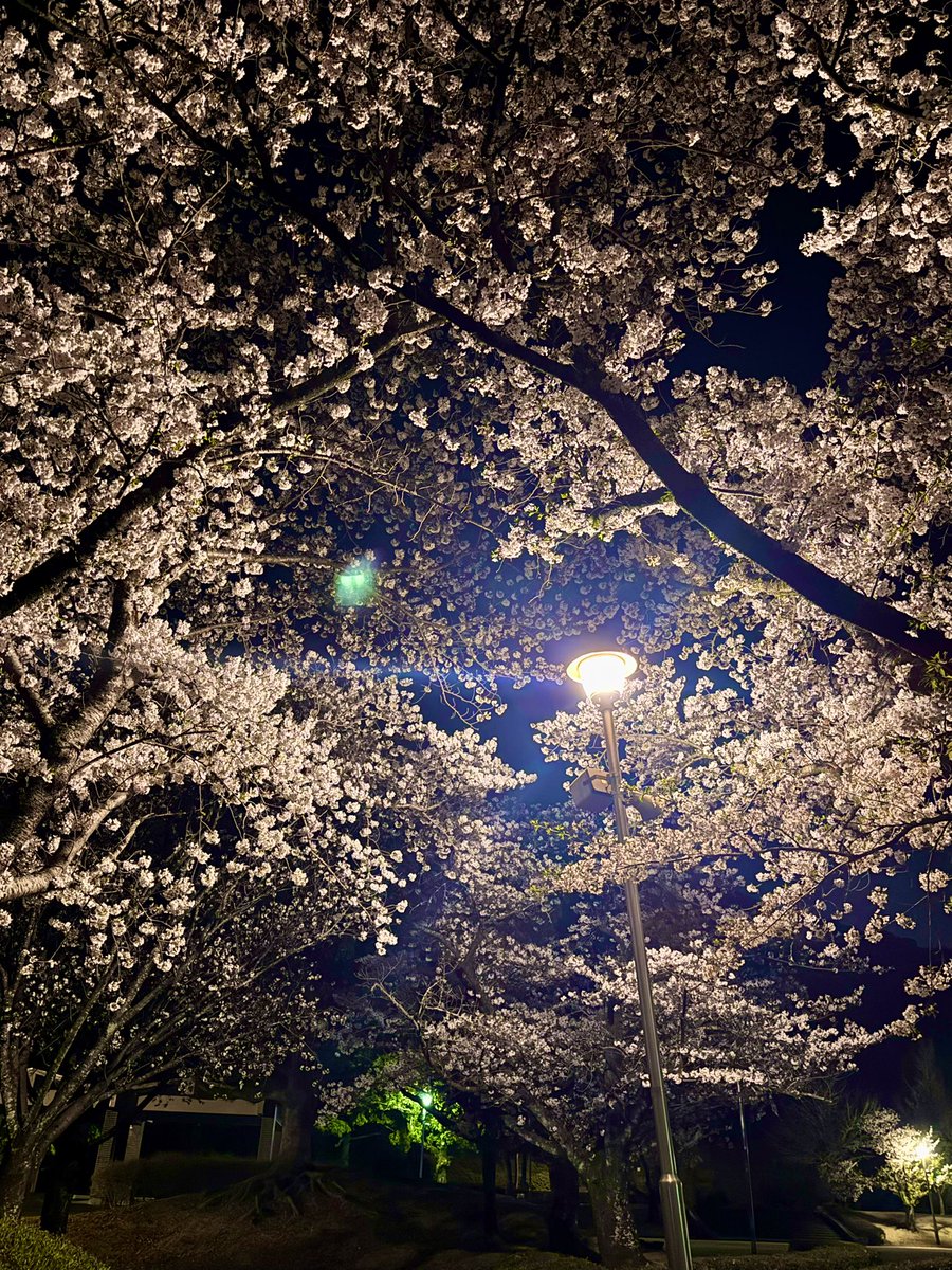 ぷりん tweet media