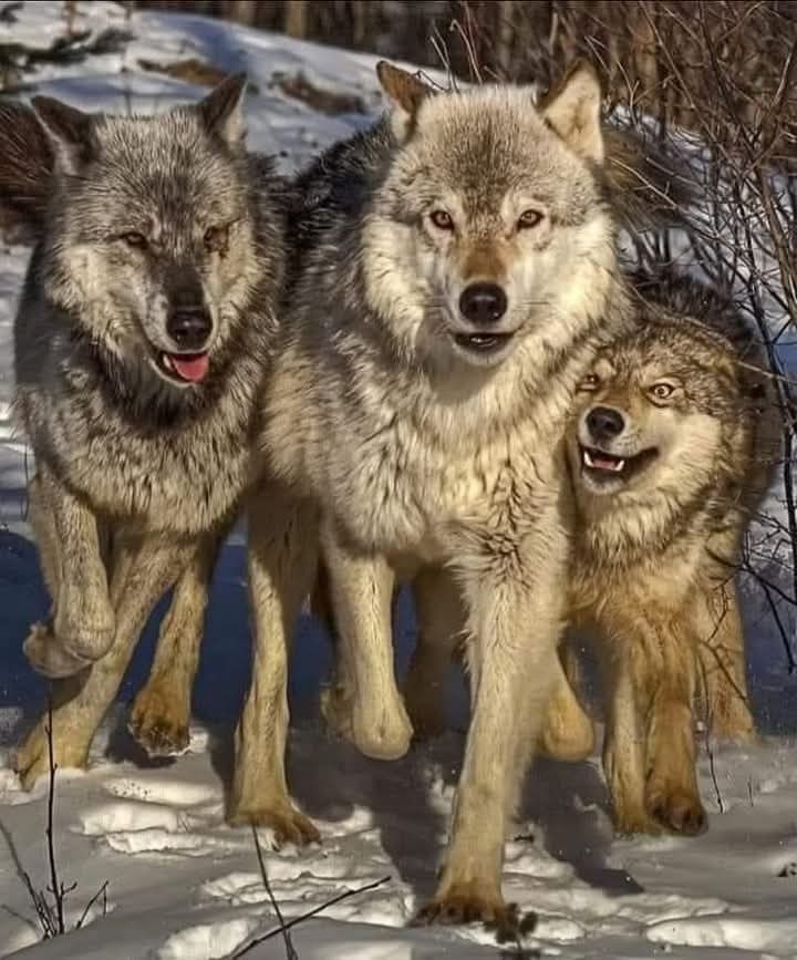 wolf lover community tweet media