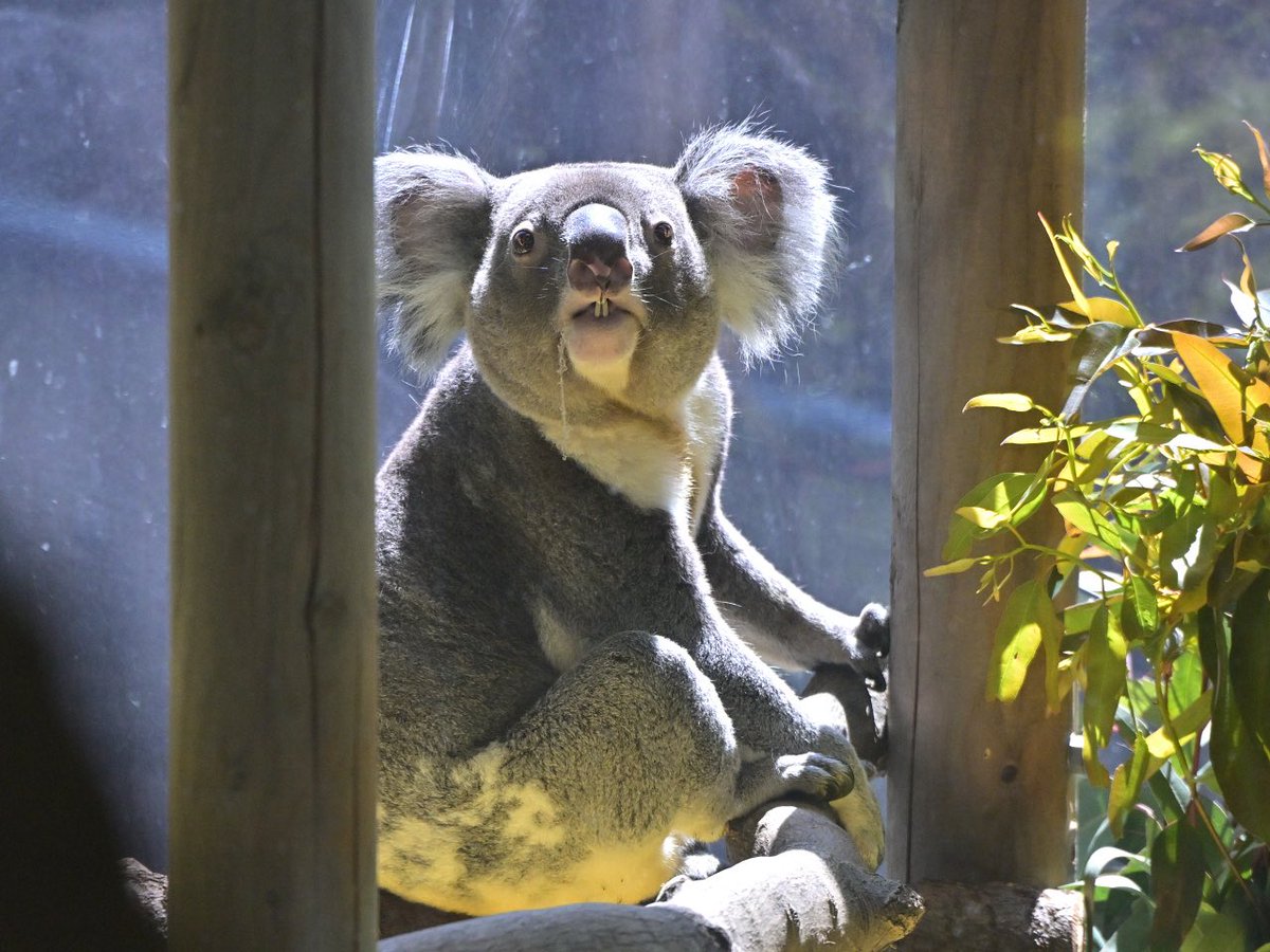 都築英哲 tweet media