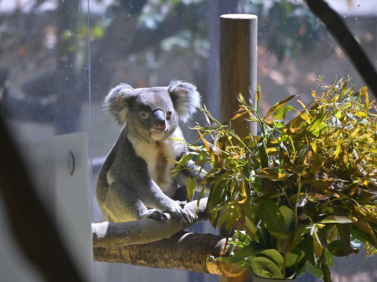 都築英哲 tweet media