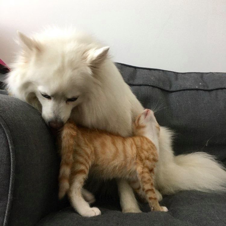 ^ 𐋣 ^ tweet media