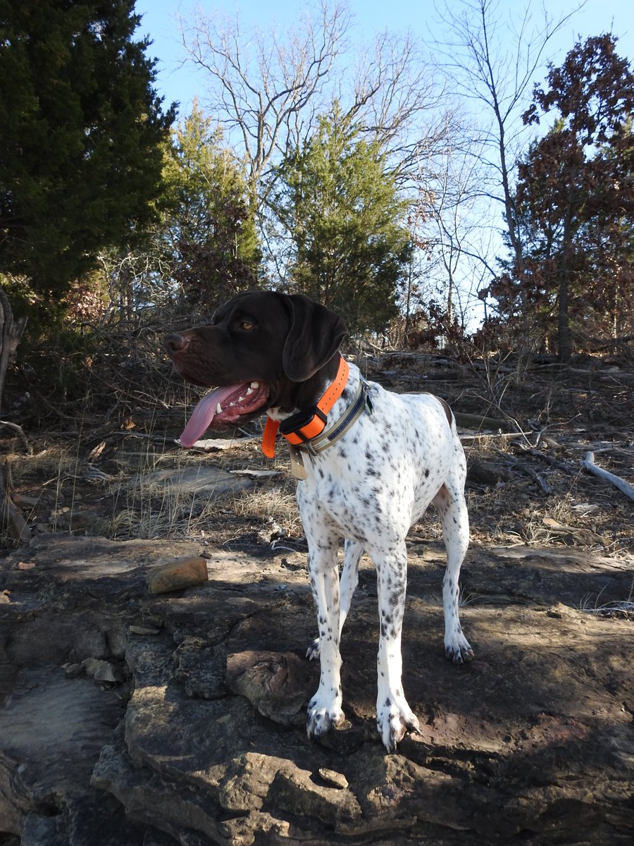 Huginn767's tweet image. It’s “Simple Saturday”!  
#HappySaturday

Please share a photo that simply brings you joy!  

Walk the dog..🐕
Staying with the theme!