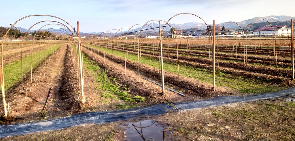 山形の露地アスパラも雪が解けて準備が出来そうになりました
さて行ったり来たりの日々が始まります😅

#山形産アスパラ