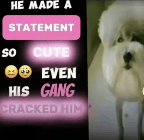 ❯❯ ゼン・シガラキ ❮❮ tweet media