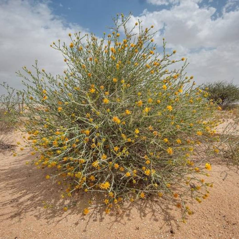 الجَازي طارق السنافي tweet media