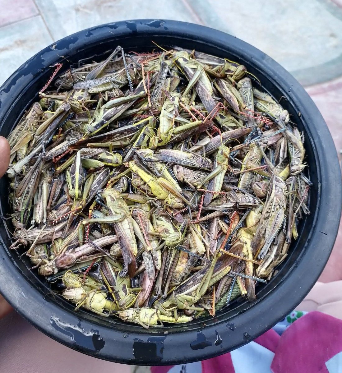 Village Guluva tweet media