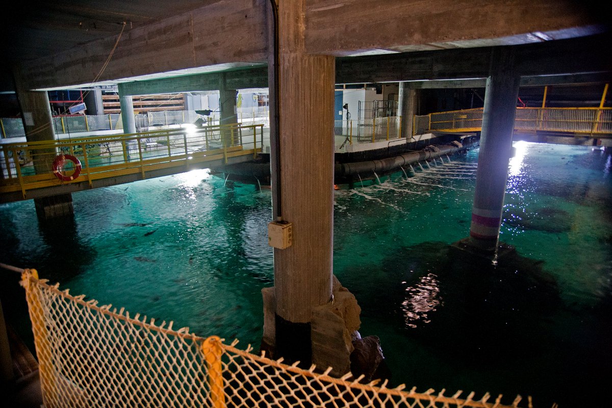 Museos Científicos Coruñeses tweet media