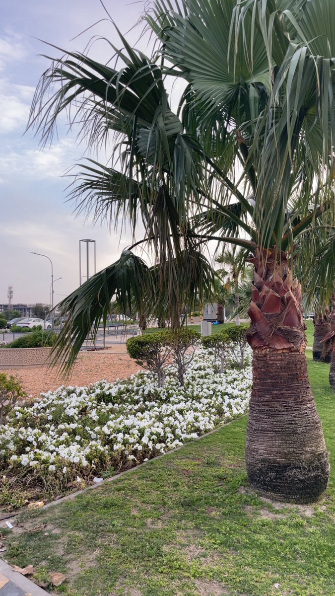 💙رحُوْمٰة💙🇸🇦💚📵 tweet media