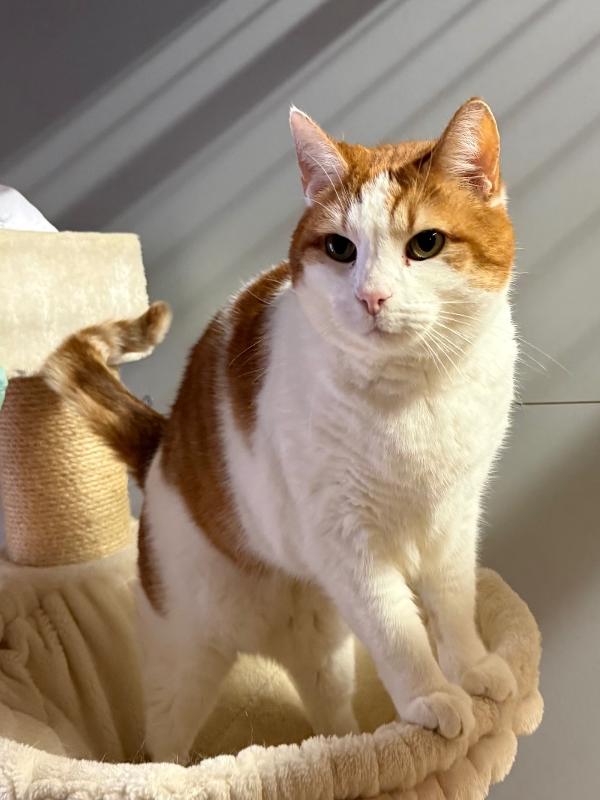 Moeilijker plaatsbare katten zoeken gouden mand tweet media