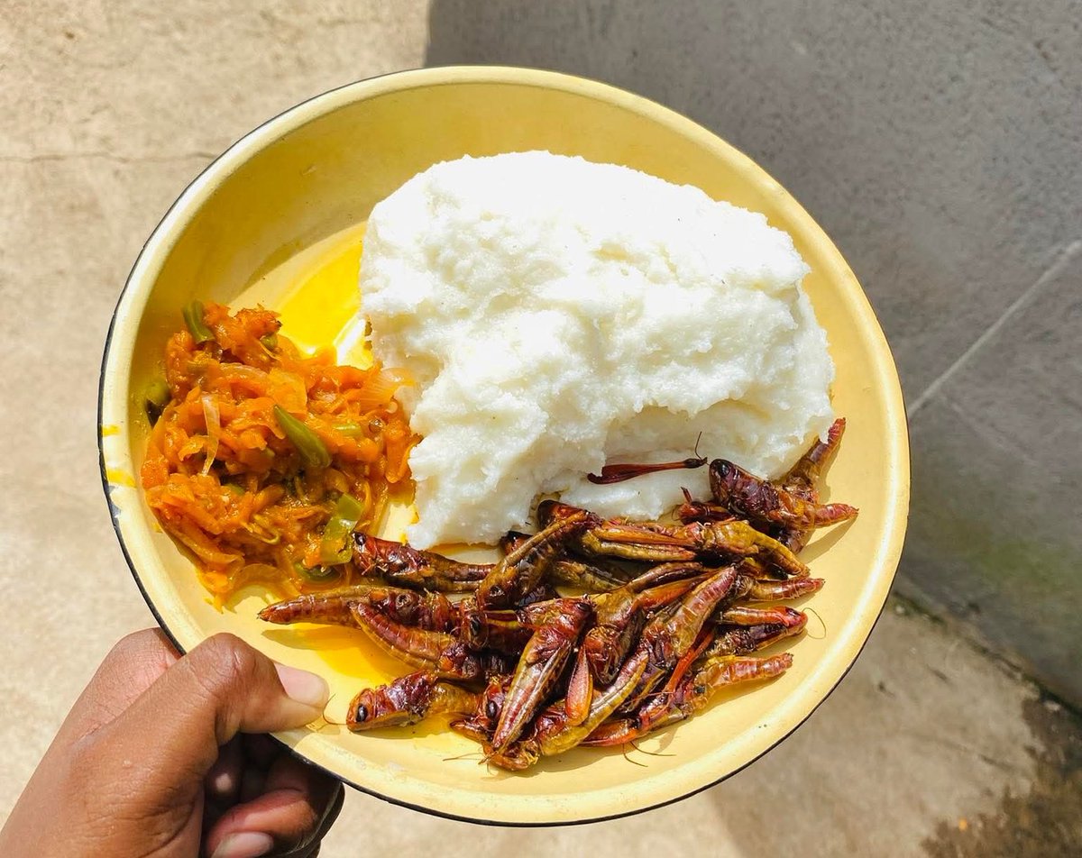 Village Guluva tweet media