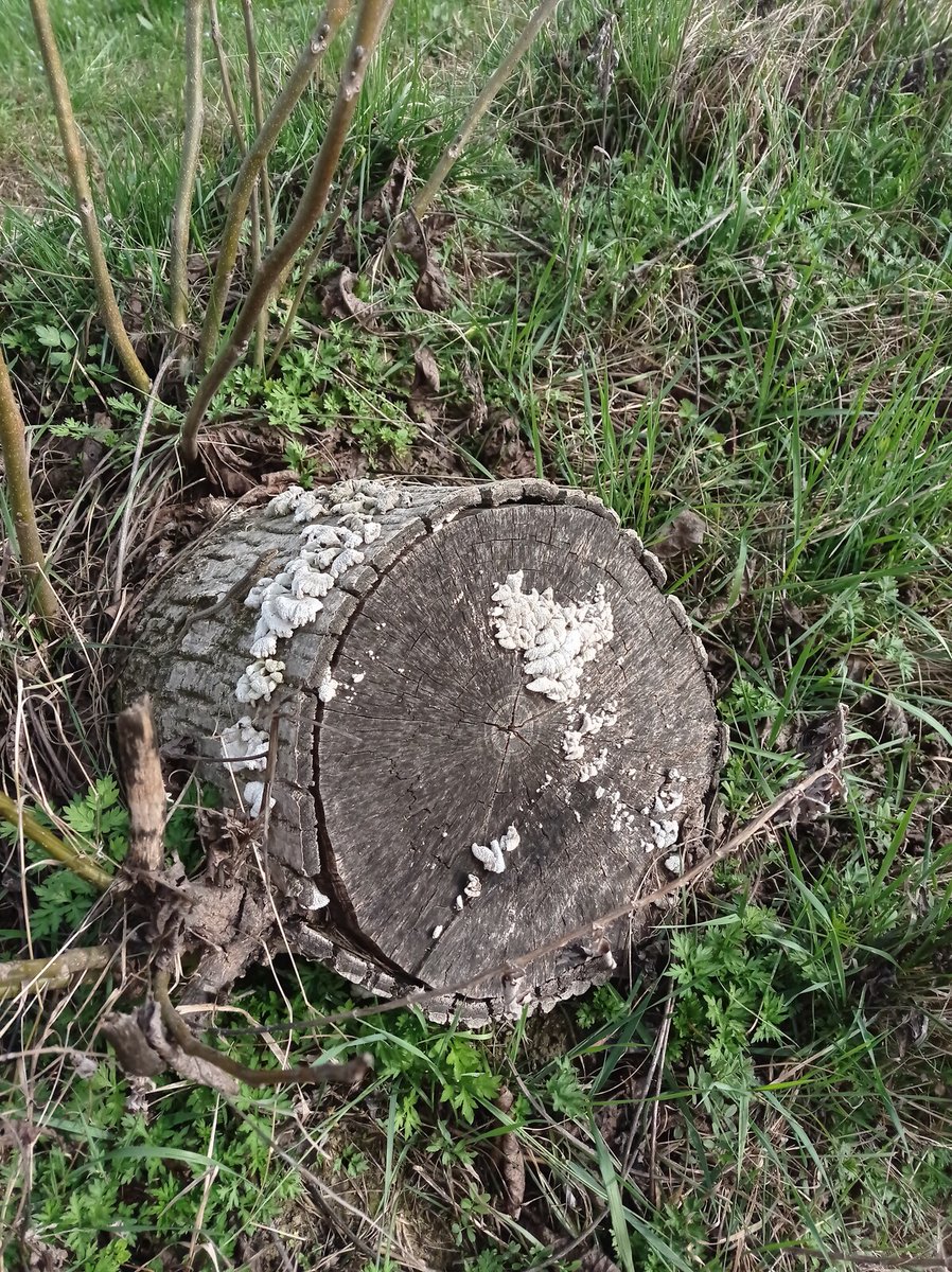 luca_bergamasco's tweet photo. #HotStickSaturday #fungi #tree #stumpday https://t.co/mpq7EyDECx