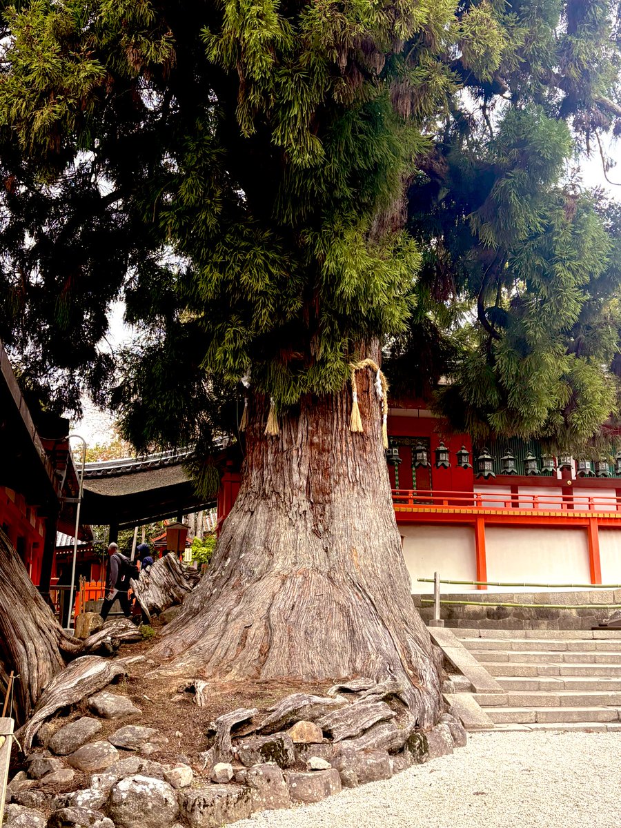 🌹トーコ💙👓 tweet media