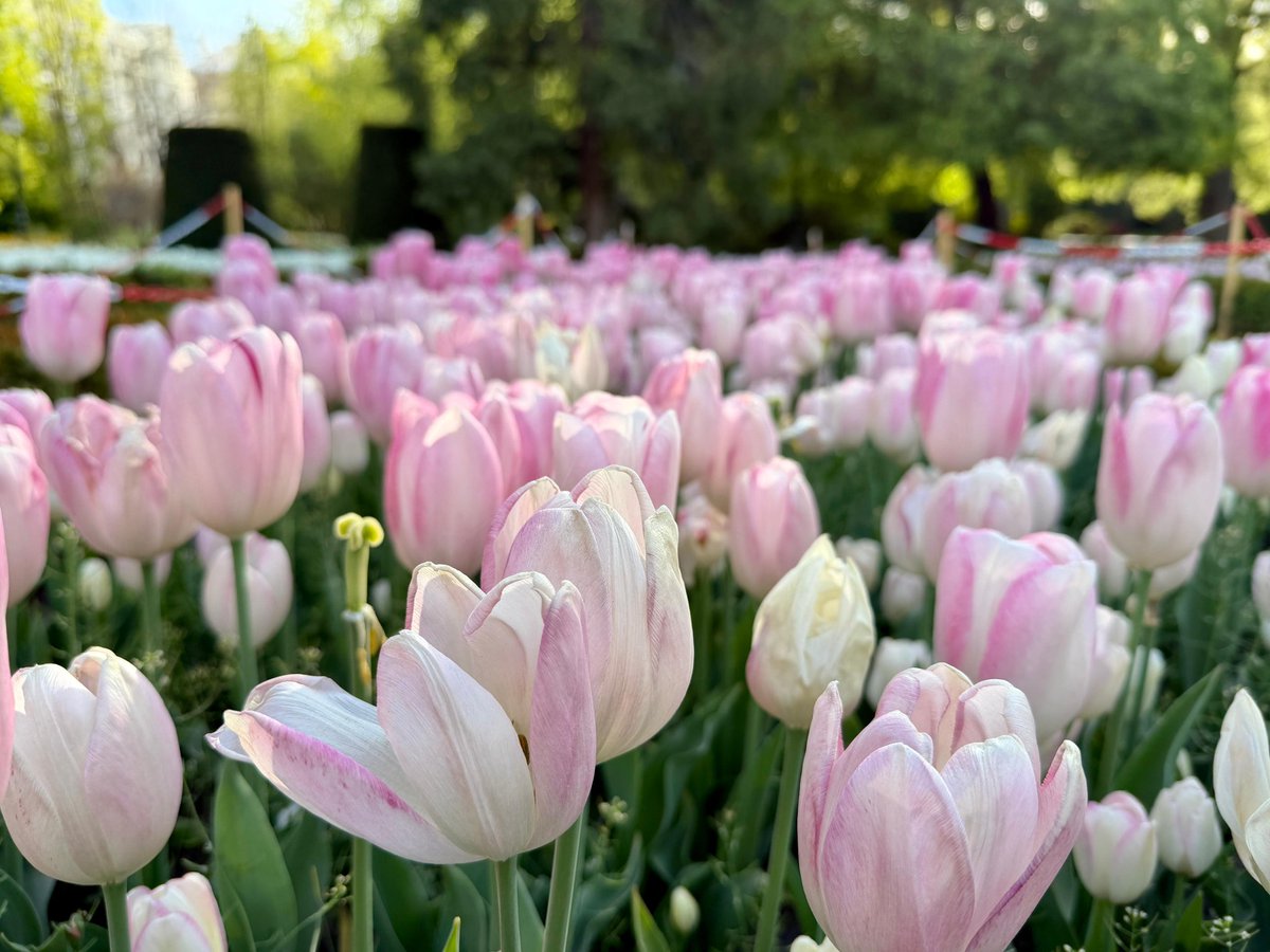 REAL JARDÍN BOTÁNICO tweet media