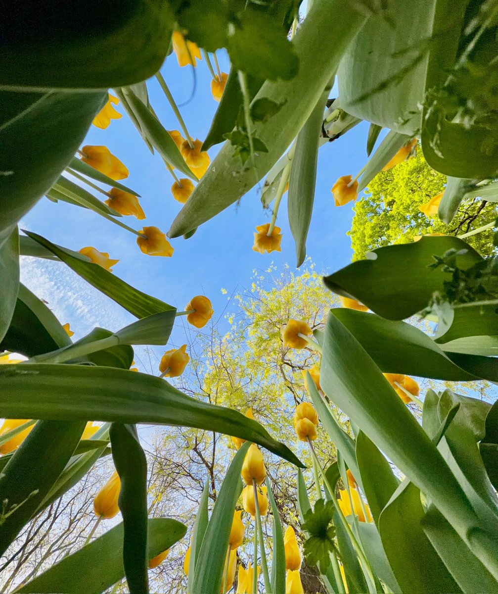 REAL JARDÍN BOTÁNICO tweet media
