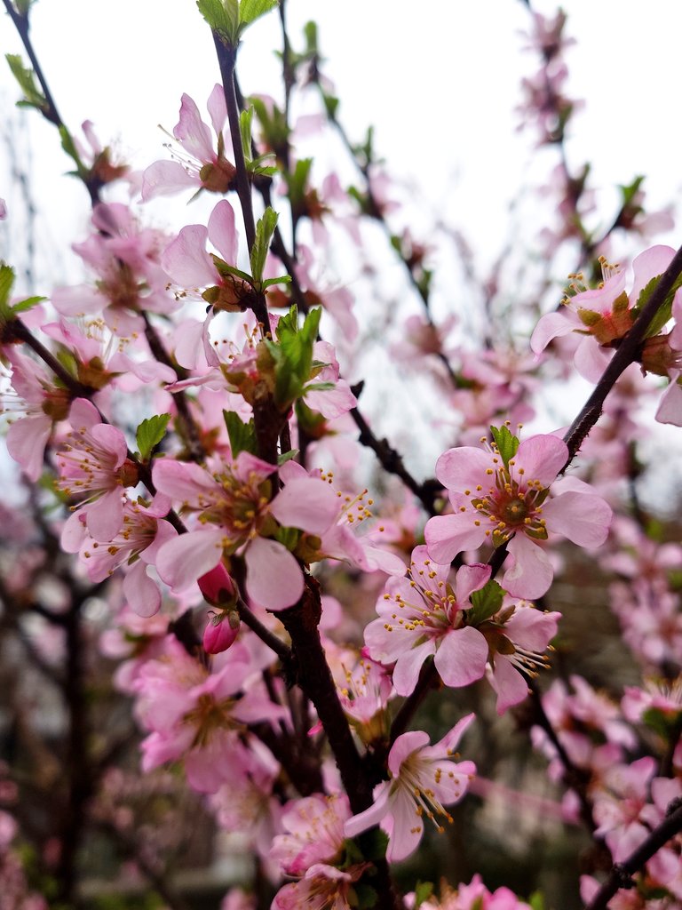 伽陵《glass&Silver》 tweet media