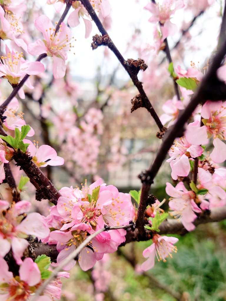 伽陵《glass&Silver》 tweet media