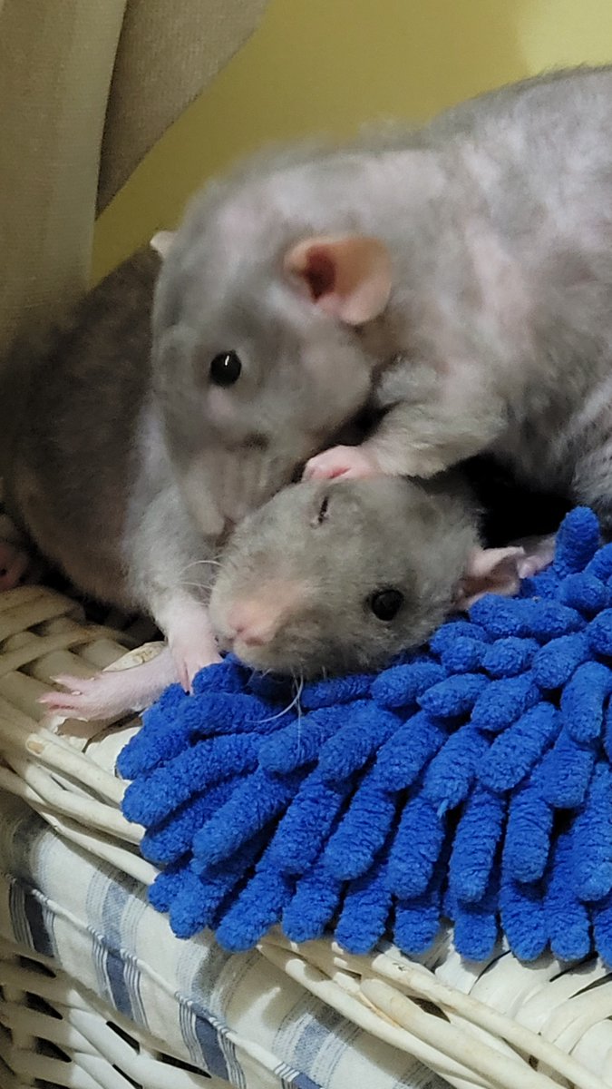 KarenRussell010's tweet photo. #WorldRatDay Happy World Rat Day from Peanut, Ruby and Willow #Ratsoftwitter 🐀🐾🌍 https://t.co/Wc8YaJUus8
