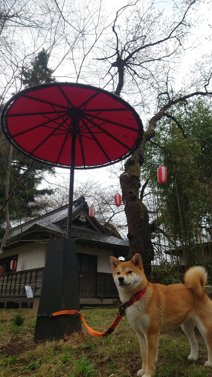 ボンバヘッドすさ子 tweet media