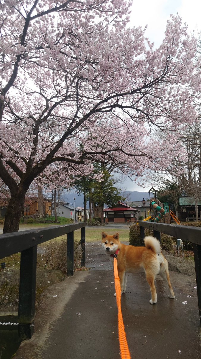 ボンバヘッドすさ子 tweet media