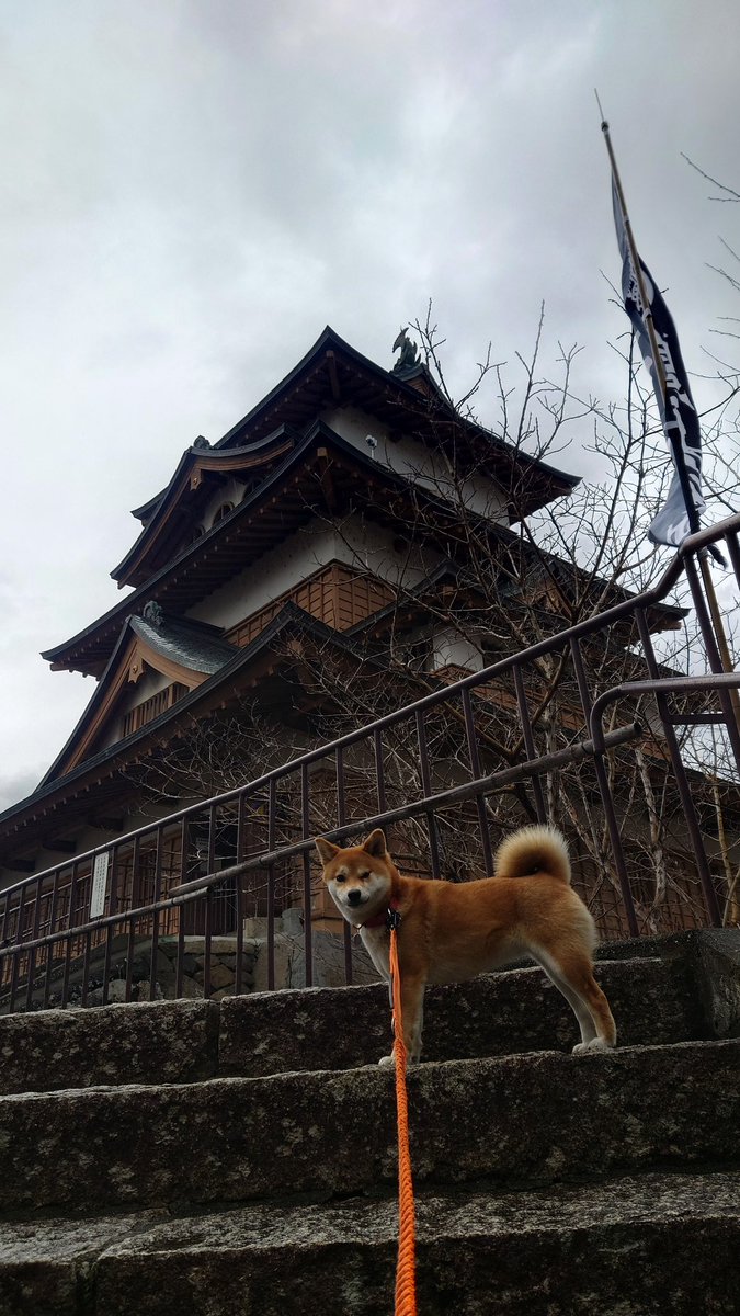 ボンバヘッドすさ子 tweet media